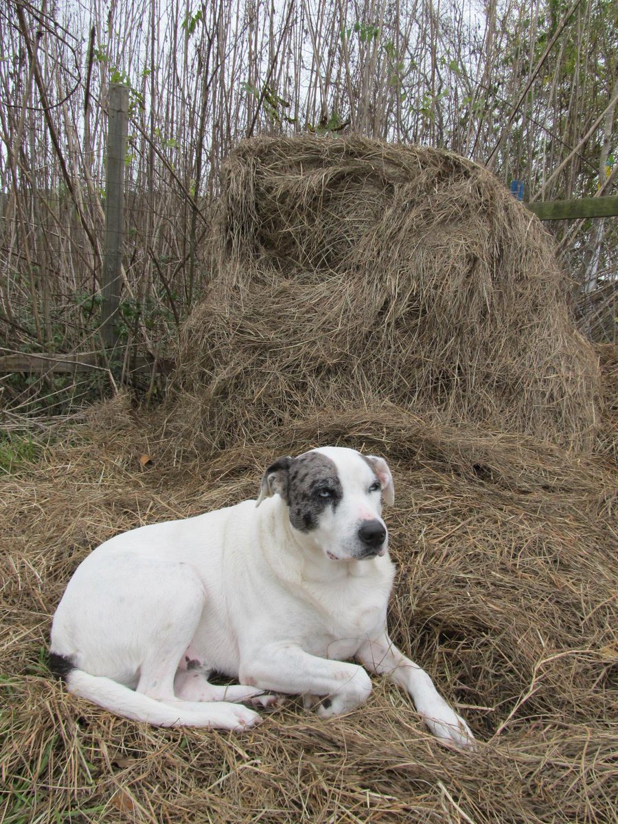 CoCreativeFarm's tweet image. Cinco the wonder dog making a bed for himself. Hay rules, wet ground drools!