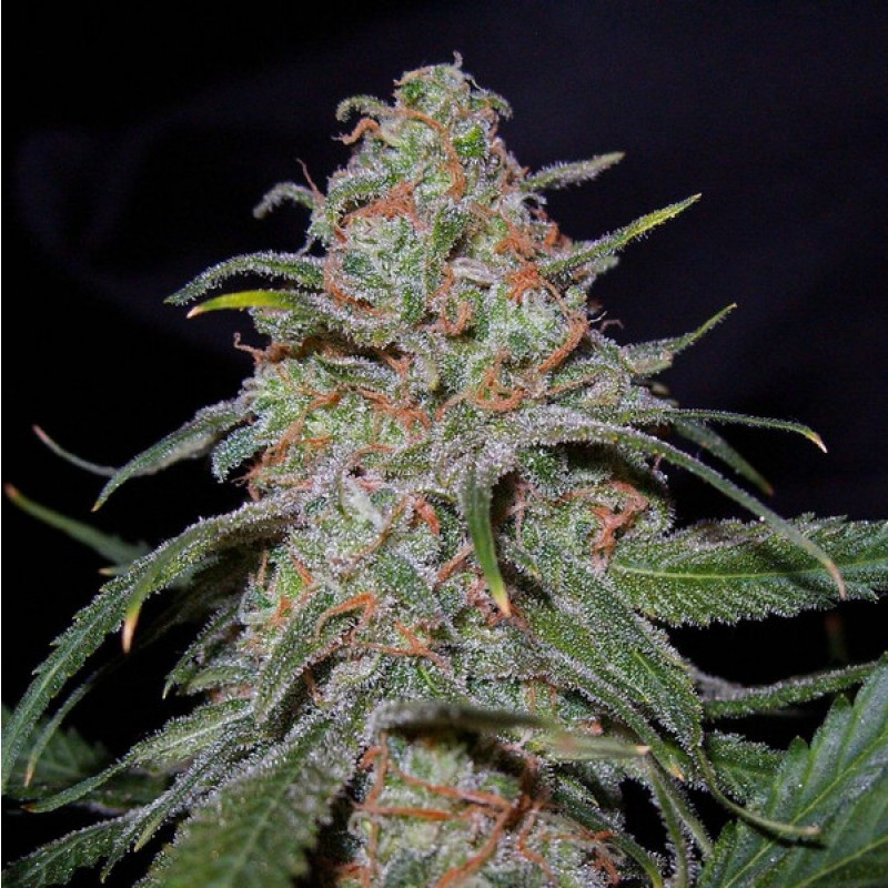 WeedPics101's tweet photo. Lemon Skunk http://t.co/Fp6MTp2zGL