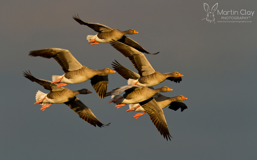 MartinClayPhoto tweet picture