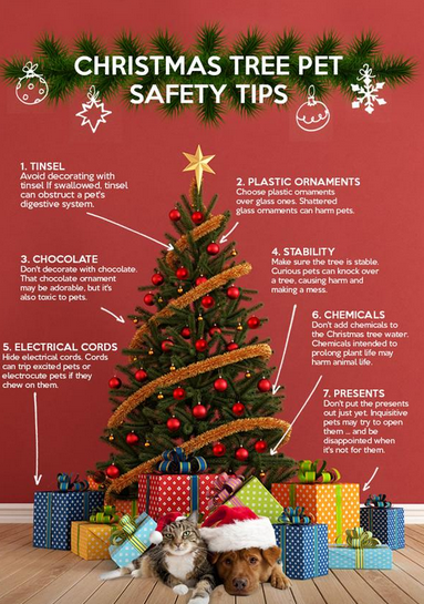 TheCTMGGroup's tweet image. -@DogRescueTweets - Would you please RETWEET ? - #AdoptDontShop #Dogs