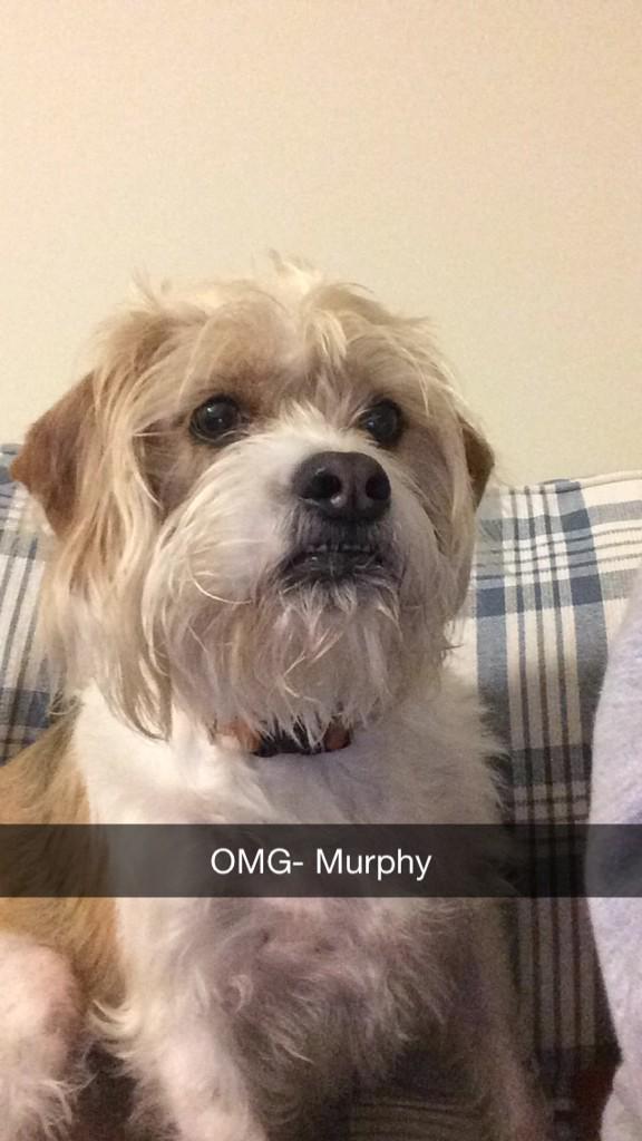 MurphyTheSmurf tweet picture
