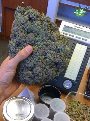 WeedPics101's tweet photo. Big Ass Nug!! http://t.co/p4O78CnIAm