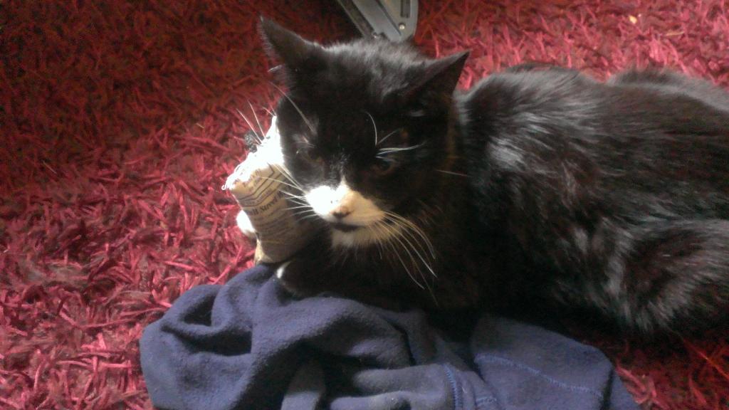 <a href="/ProfessorCox/">Brian Cox</a> Please could you retweet this picture of my cat? Because he's awesome.