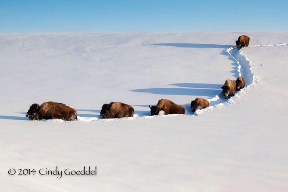 BisonStewards's tweet photo. Nature's snowplows! #bison #wildlife http://t.co/4UxnCxAxsa
