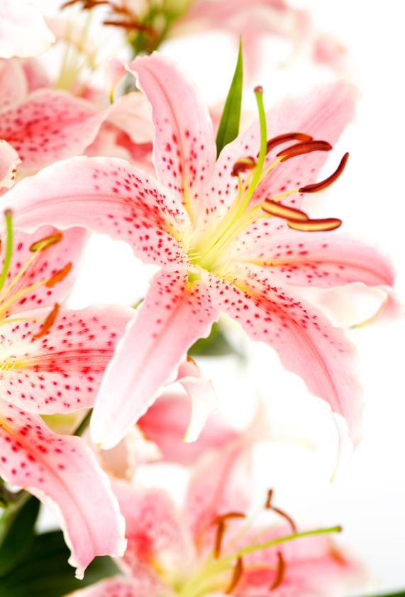 Wardrobe tip. Use sellotape to remove lily pollen from your clothes. Just tried it &amp; it works a treat. Hooray!