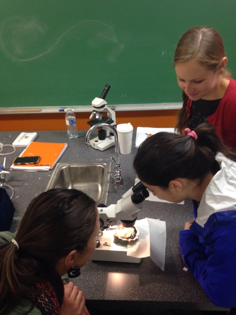 students4oceans's tweet photo. We just put a Live oyster heart under the stereoscope to explore! @taylorshellfish #livetweet http://t.co/XVoOkgAEmX