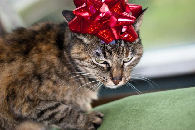DanielleRiach's tweet photo. “@BuzzFeed: 17 Cats Who Do Not Care About Christmas
http://t.co/PWtSloNVQT http://t.co/K5phDmWEtN” @chrisbroad1