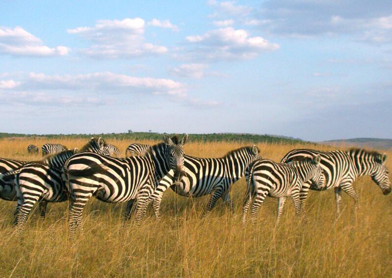 TheDailyZebra tweet picture