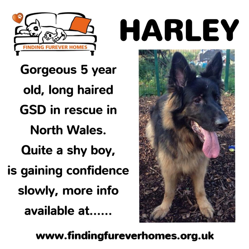 He's back and looking for a committed furever home plz! Spare an RT and help him to find it? 💞 #adopt <a href="/NWDogRescue/">FindingFureverHomes</a>