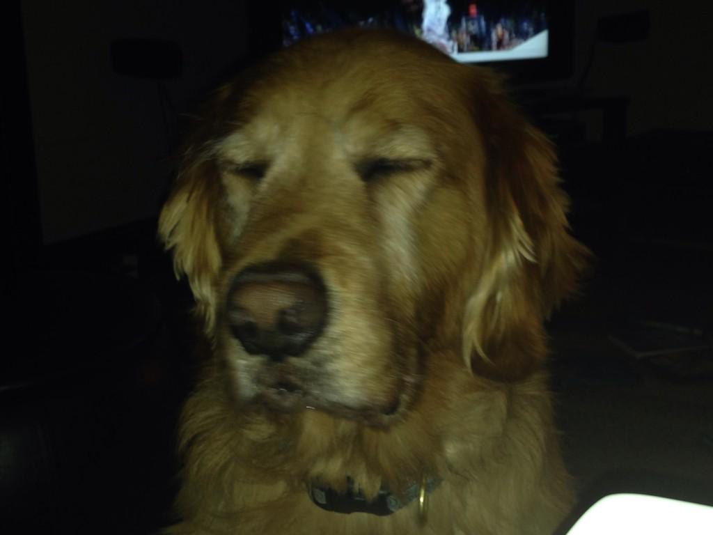kcallahan__'s tweet photo. This naughty girl got into the Christmas chocolate stash!#thisisnotthefirsttime http://t.co/pHqRQ5o2kv