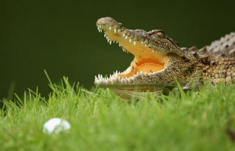 Crocodile kills golfer in dare gone wrong #WhatTheFox goo.gl/lk0CvO
