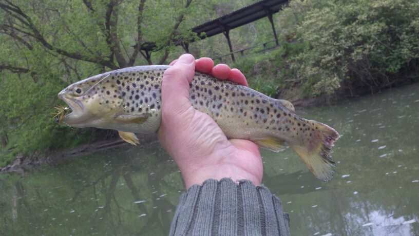 __IrishDoc__'s tweet photo. @Real_FFC  @FieldandStream #PABrownieOnTheFly #ERDOC #FlyFishingSuperStar http://t.co/dNnO9CvLCI