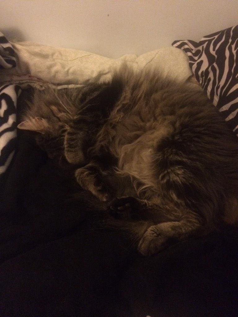 CheyenneQuick's tweet image. #missingjax