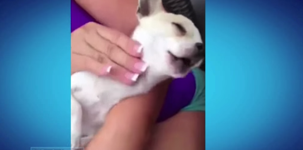 Embedded image permalink