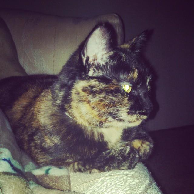 LoggiaGloria's tweet image. InstaPic by b_nadeau: Do I like cats now? #thinkso #chianti