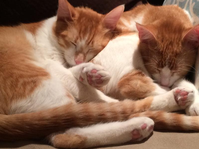 ashbro716's tweet photo. This brother loooooves his sister. #littermates #katniss #dexter @catsofinstagram http://t.co/TJeTiz9oCs