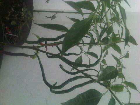 okkyradea's tweet photo. @IDberkebun siap dipanen cabe itingnya min :D http://t.co/gus41JLQS8