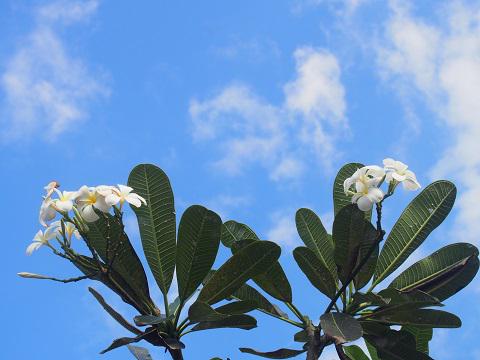 bali_carcharter's tweet photo. Good morning from Bali.

Have a nice day!

#bali #travel #carcharter http://t.co/ElYJyPCkly