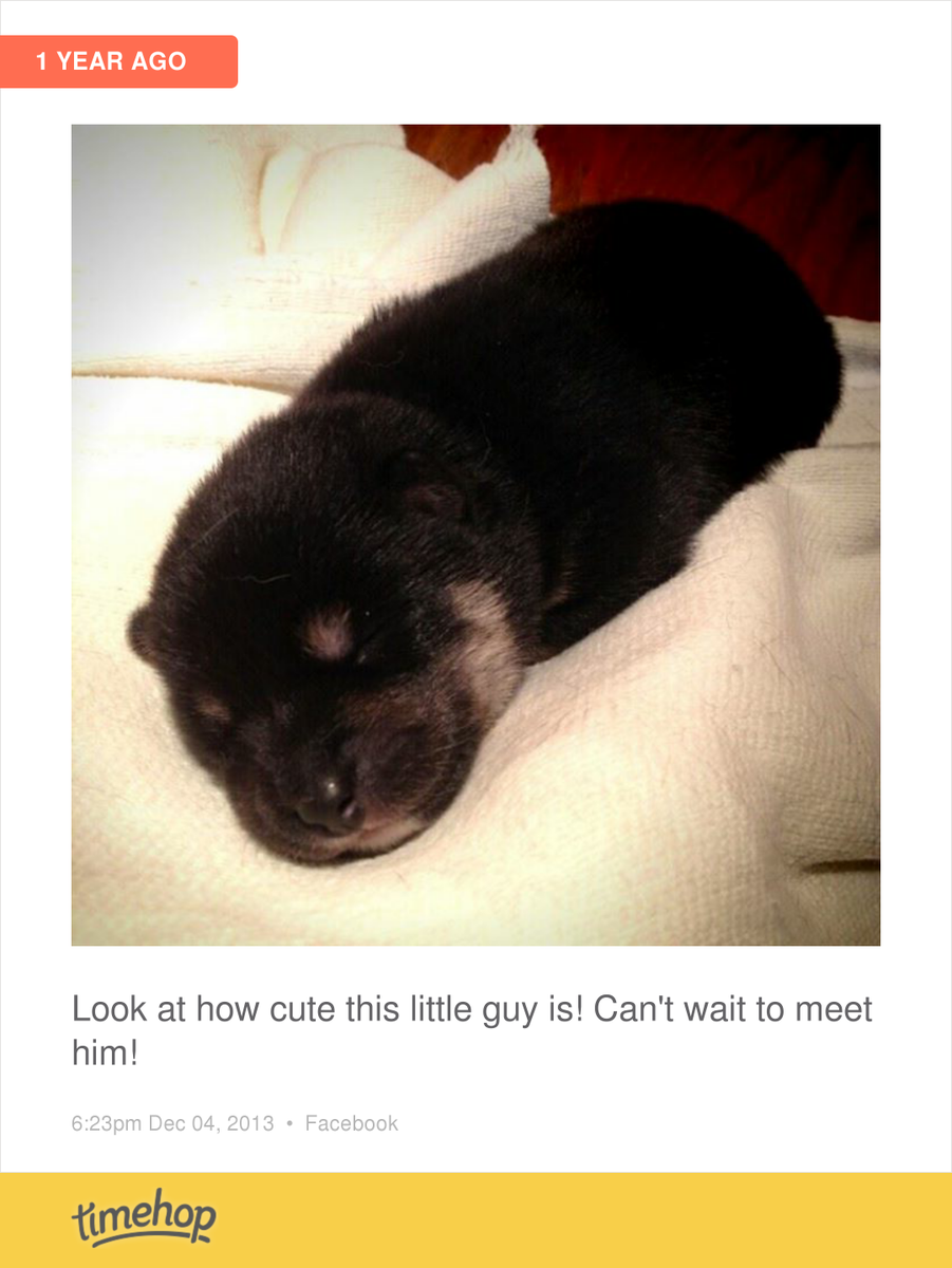 aww... Tanuki a year ago timehop.com/c/fup:10201060…