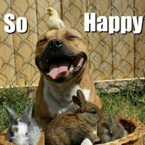 VHaasbroek's tweet photo. @Bollie2 @Minx707 @idrivemini @KalahariDrey @john_stumpf @uknico2010 @iam_koni : #Followbestfriends 💕 💕 💕 http://t.co/pDI8mO9UuX