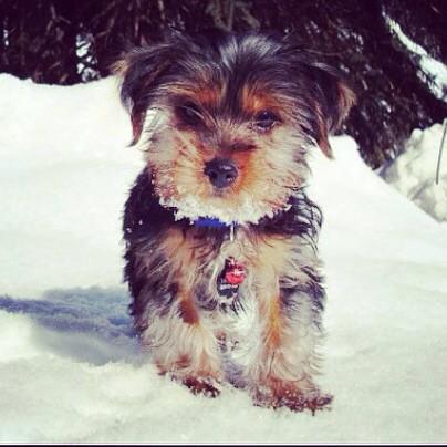 DenverUnleashed's tweet image. #tbt to our love, Theodore!