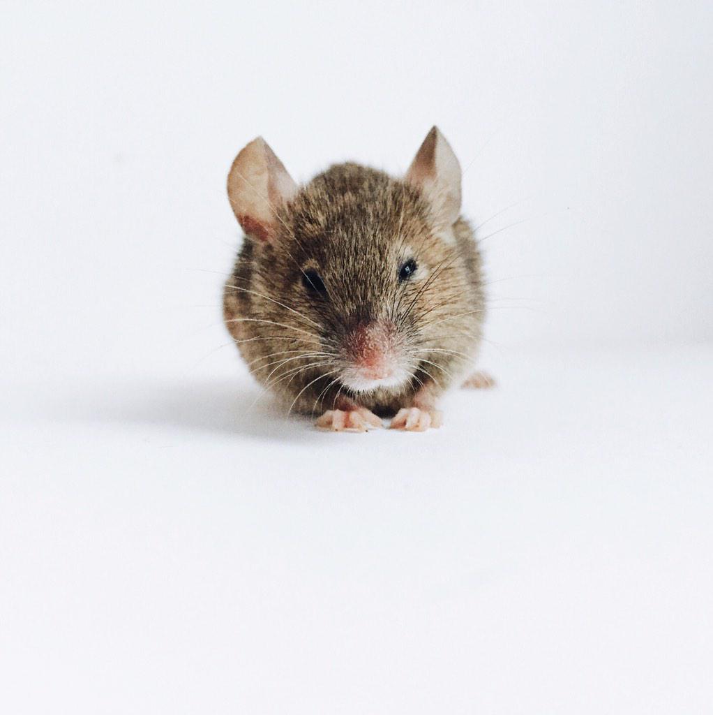 girl rescues mouse from cat outside, photos grateful mouse. mouse runs away INSIDE house. girl questions everything.