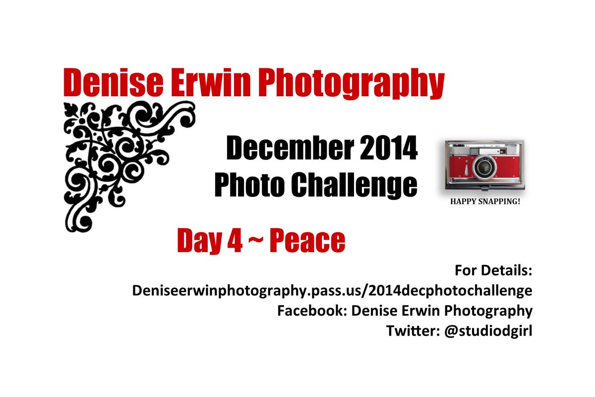 studiodgirl's tweet image. The fun continues! Day 4 ~ Peace #KeepSnapping #DeniseErwinPhoto