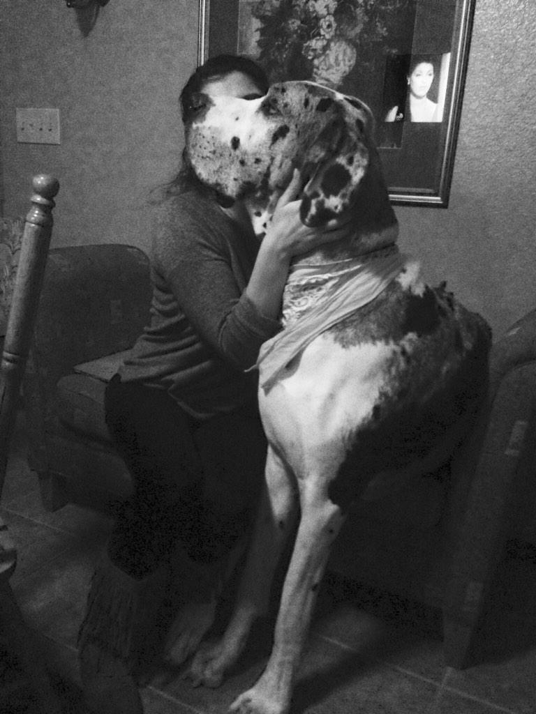 veelovies's tweet image. Dog whispers #ItsEdd #greatdaneproblems