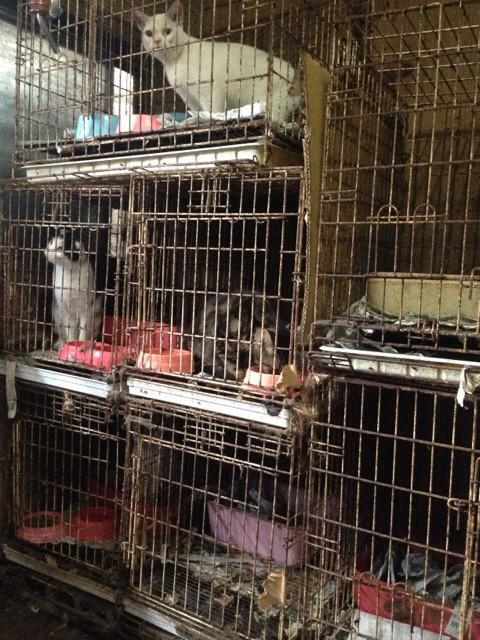 JJceeeeeez's tweet photo. ⑩ペットショップで売るから
苦しんでる犬や猫がいる。

ペットショップで買うから
苦しんでる犬や猫がいる。

"儲かればそれでいい"
命の売買は動物たちの地獄。

一人でも多くの人に知ってもらいたい。 http://t.co/d9A2FBQqL0