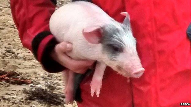 BBC_Suffolk_Pig's tweet photo. Here's the story of Nemo, the adventurous pig! Sounds like it was quite a day. http://t.co/2DqVyeVE89 http://t.co/B0piXm6xrT