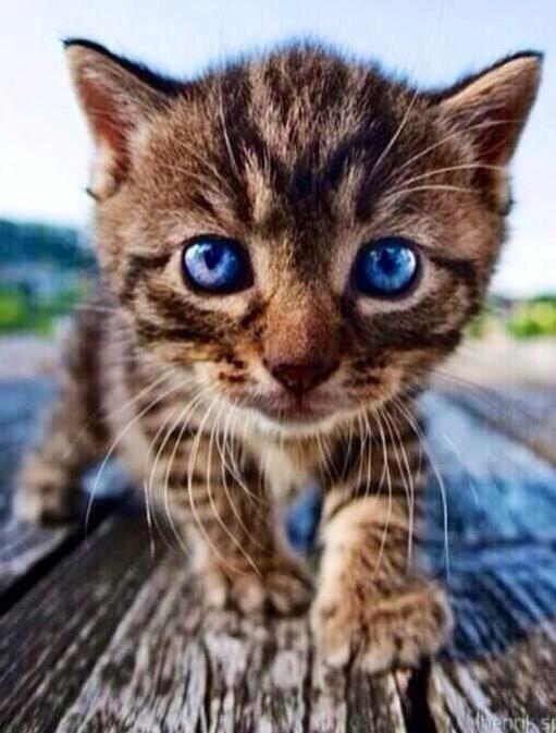 PardueSuzanne's tweet image. When you change the way you look at things, the things you look at change...