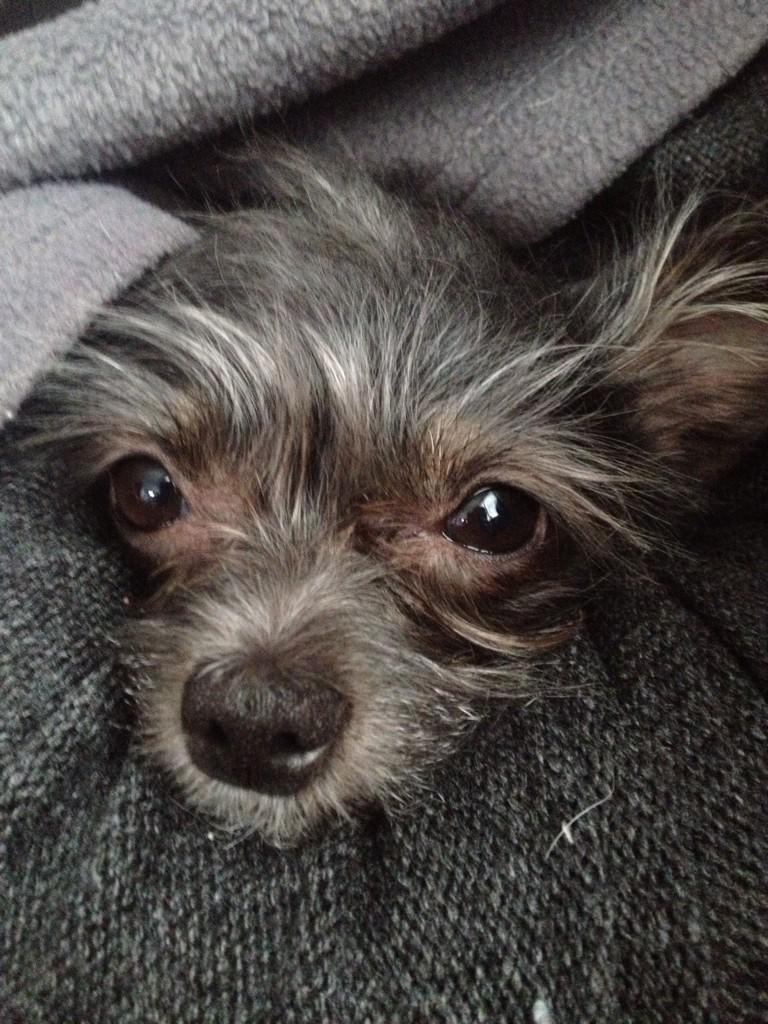 MercurioRuns's tweet photo. It's Fridaaaaay! #spotdogsrule http://t.co/Q8503fmfxj
