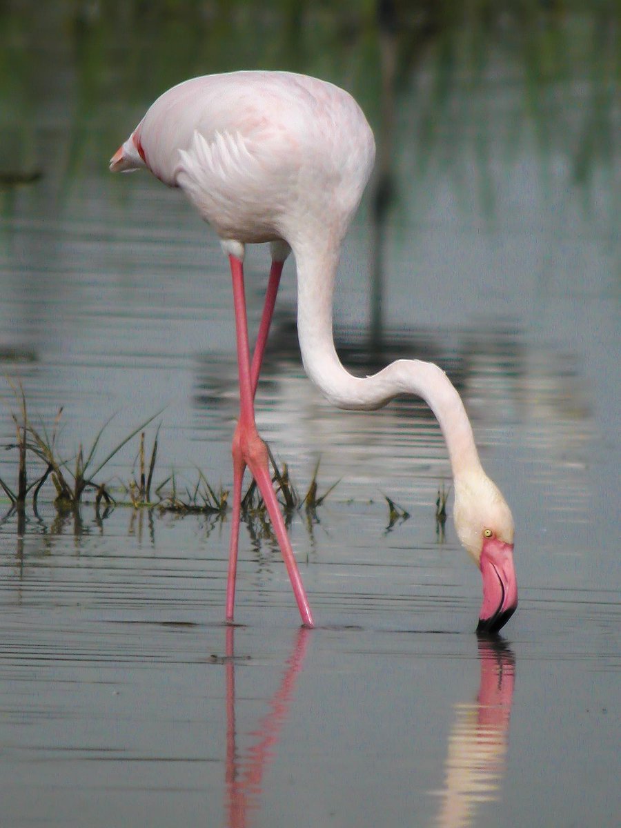 BeyondBCN's tweet photo. Delta de l'Ebre NP hosts one of the largest flamingo colonies in Western Mediterranean basin #birding #Barcelona http://t.co/eHKpvEEoUJ