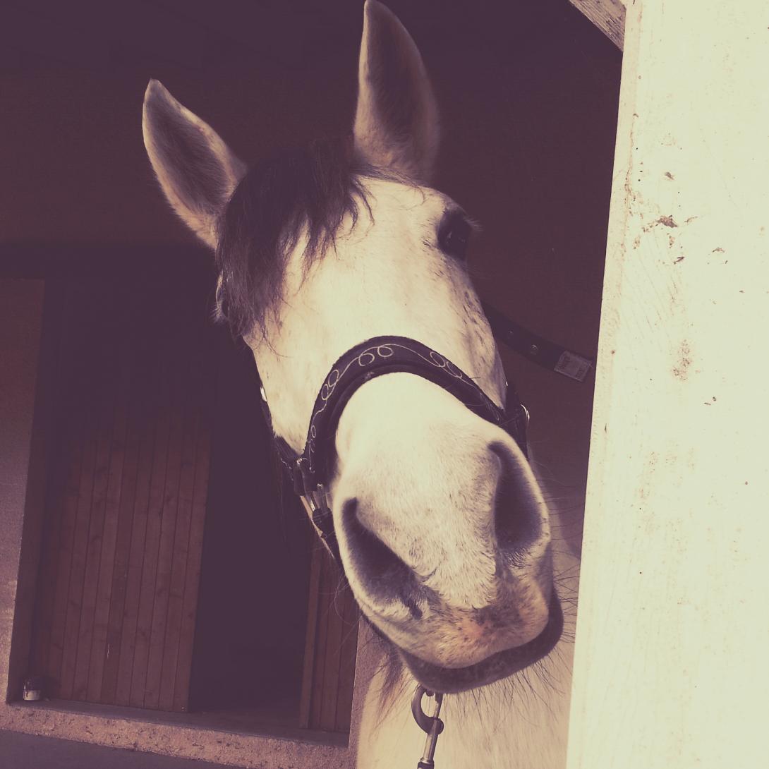 EquitLiberty tweet picture