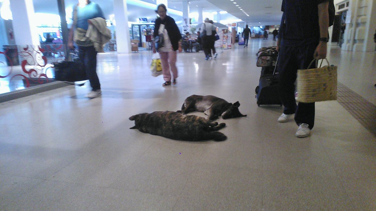 CharlyTrance's tweet image. The dog in a state of #LIFE! #Rosario #TerminalBus #Ros #Relax