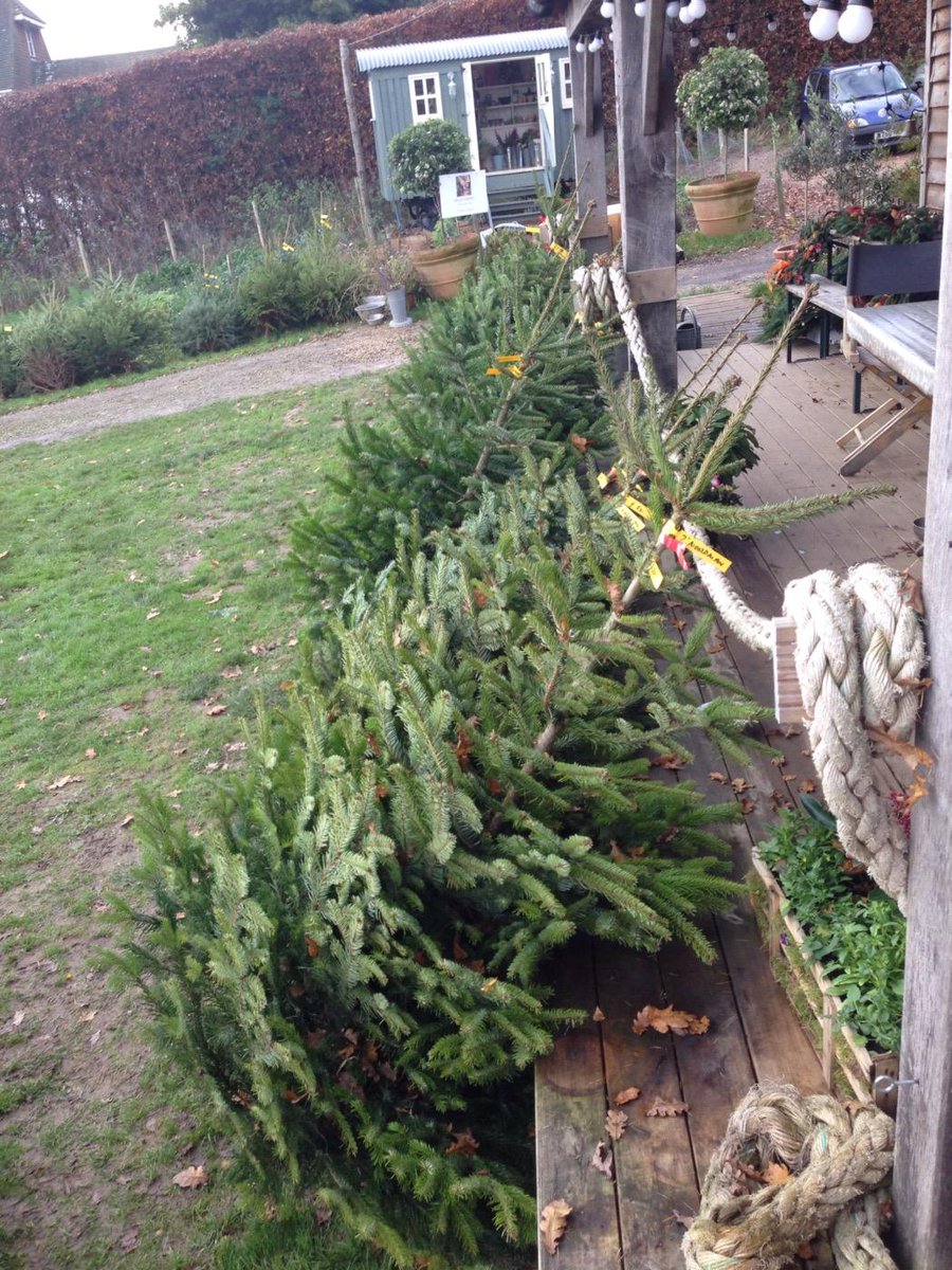 BealsBarn's tweet photo. We've got lots of Christmas Trees ready to be bought! http://t.co/FMtnwdW9ZK