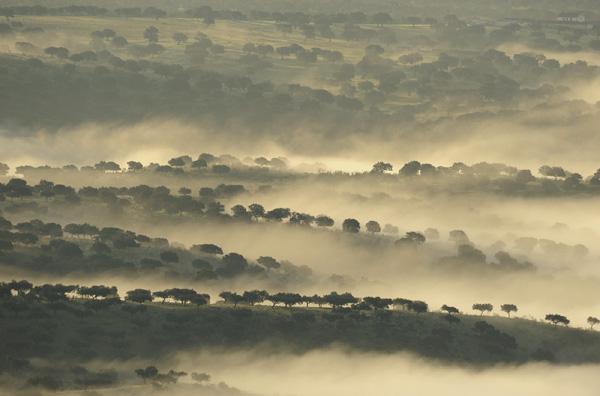 tierradedehesas's tweet photo. Hoy amanece la #Dehesa con un manto de niebla que el viento mece hasta cubrirla parcialmente. Y se detiene el tiempo http://t.co/Bhxjvz1vex