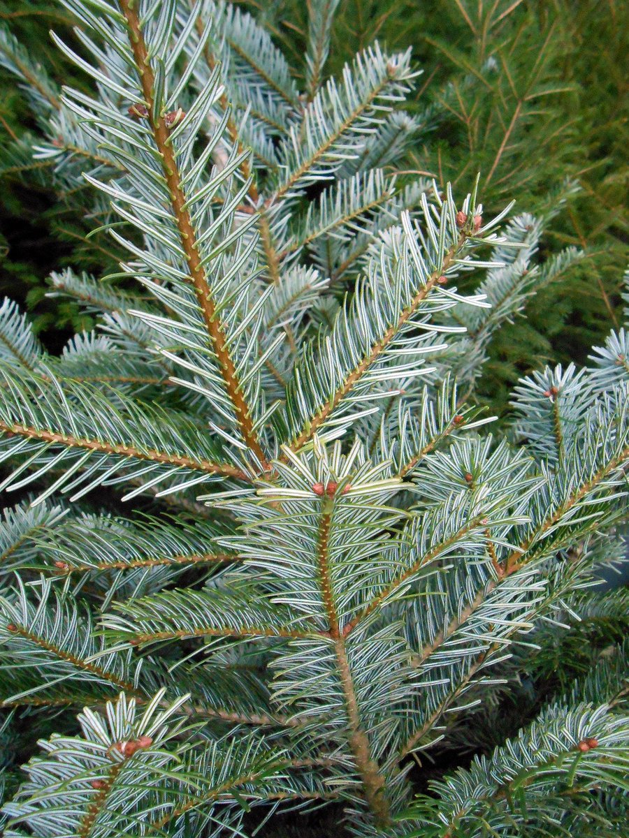 CAVwinkel's tweet photo. Hoveniersbedrijf @Gebr_Sluijer heeft ons weer voorzien van de mooiste #kerstbomen! http://t.co/sSoz2ozsRh