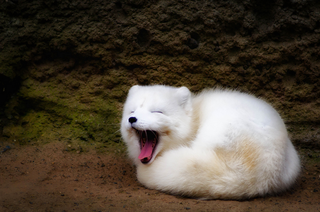 Flipopular's tweet photo. 7 Of The Most Marvellous Fox Species Around The World, I Totally Love #3!  http://t.co/3nEuf9V0EP http://t.co/VIYPZceOk3