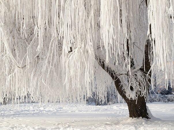 Прямая ссылка на встроенное изображение