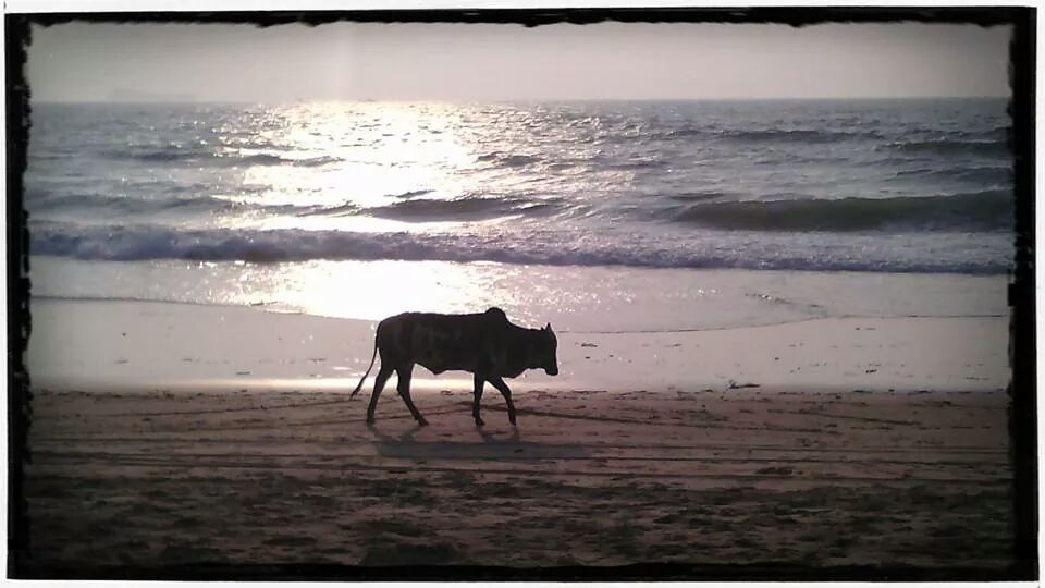 nutcasegoa tweet picture
