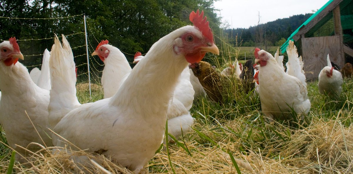 Act4AnimalsEU's tweet photo. Help @ciwf with survey! Are your eggs labelled correctly? #LabellingMatters #Act4FarmAnimals http://t.co/nfzGactQz2 http://t.co/sy2ejVqCP6
