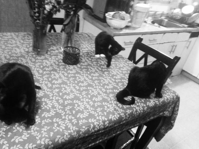 blazinroundtown's tweet photo. Hahahalol dey some #dirty #kittycats 😝��😻😽❤️ http://t.co/wAITK4Zi5t