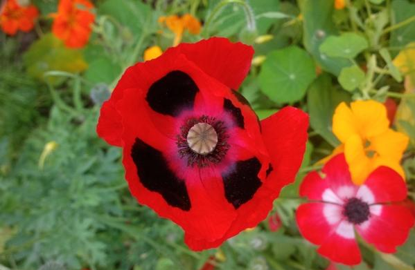#ff <a href="/GGSalford/">Guerrilla Gardener</a> who adopts a guerrilla gardening approach to sow poppy seeds to mark the war centenary - awesome work!
