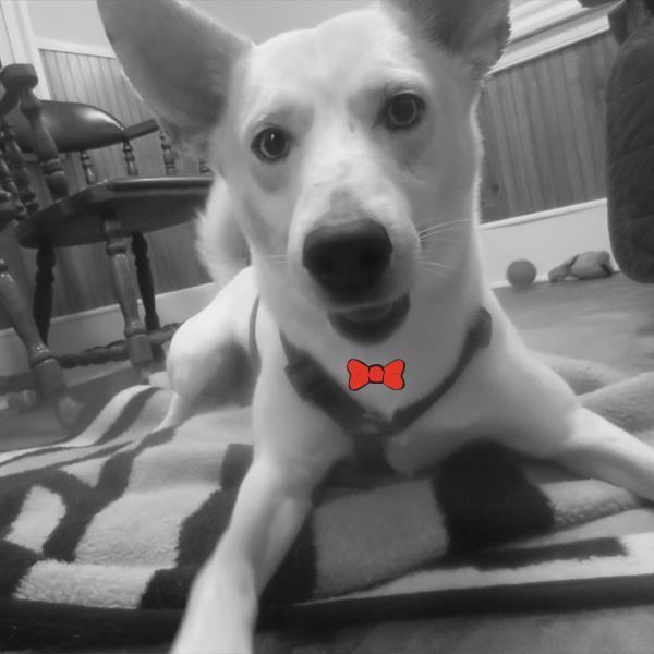 Kavik <a href="/BaywaterAnimal/">BaywaterAnimalRescue</a> is ready! He is on his toes because he thinks you might be his family! goo.gl/mvnM10