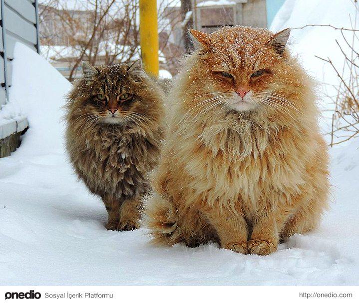 ASALET duruştadır  :)))