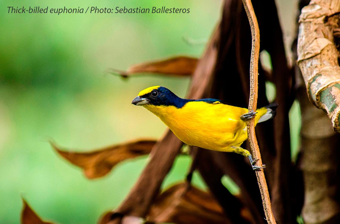 BirdColombia's tweet photo. Colombia, the only risk is wanting to stay!!  #Colombia #Birdwatching http://t.co/8uzfdTHY3R