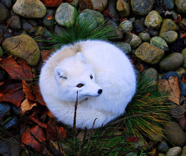 praise the omniscient fox orb