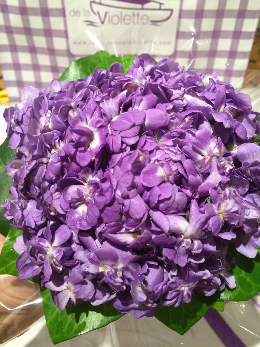 Bouquet officiel de #Violettes de #Toulouse pour la visite hier du couple royal de Suède.90 fleurs cueillies du matin
