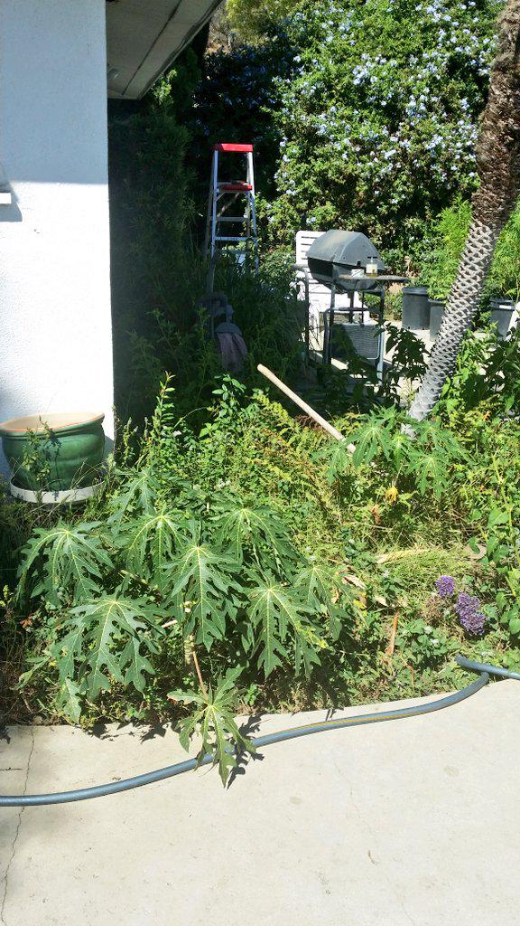 SuperBioChar's tweet photo. Two palmetto trees, planted at the same time One with SUPERBIOCHAR in native soil, and the other in native soil http://t.co/uheRjXQdh5